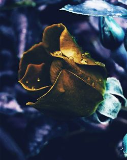 Close-up of leaf against blurred background