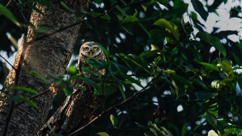 Low angle view of a spotted owlet on branch during sunrise 