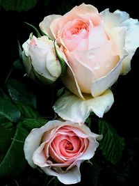 Close-up of pink rose