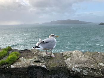 Seagull on rock