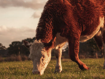 Cow grazing in a field