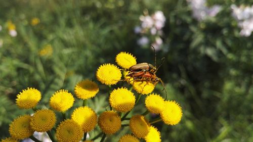 Close-up of bee on yellow flower