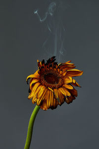 Close-up of wilted flower against blue background