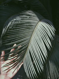 Cropped image of hand touching palm leaf