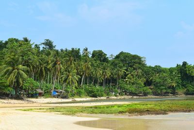 Palm trees on beach against sky