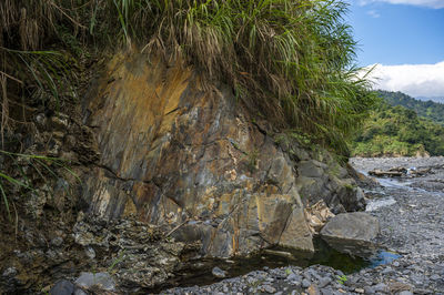 Trees growing on rocks against sky