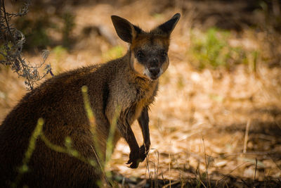 Close-up of rabbit on field