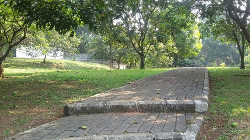 Empty footpath amidst trees