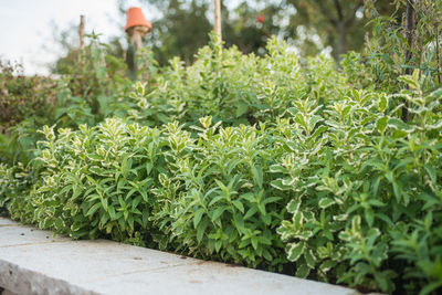 Close-up of fresh green plants