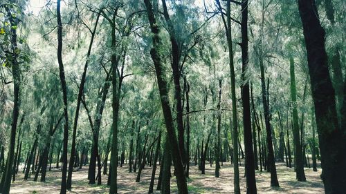 Trees in forest