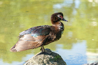 Close-up of bird perching on a lake