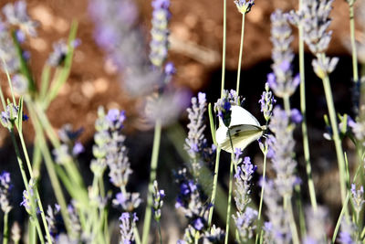 Close-up of purple flowering plants