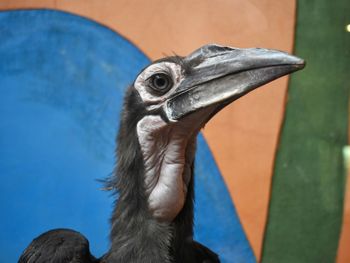 Close-up of a bird looking away