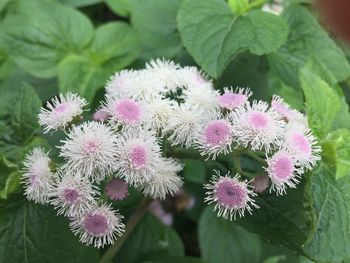 Close-up of pink flowers