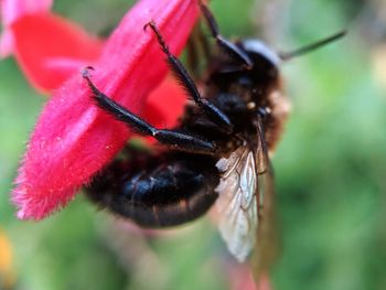 Close-up of bee pollinating on flower