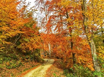 Road passing through forest