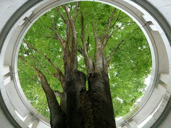 Low angle view of tree against sky