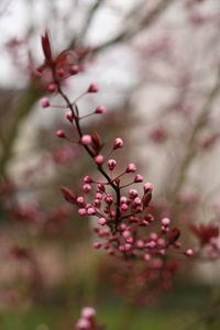 Close-up of pink flowers blooming on tree