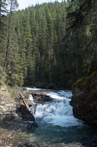 River flowing through forest