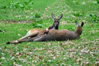 Kangaroos chilling