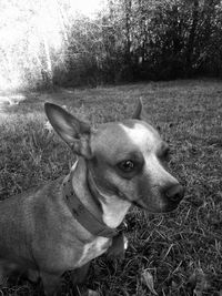 Close-up of dog on field