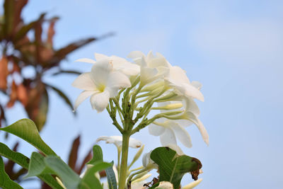 Low angle view of white flowering plant against sky