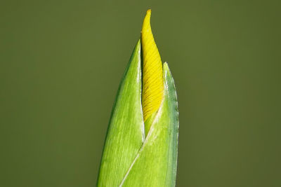 Close-up of leaves on plant over green background