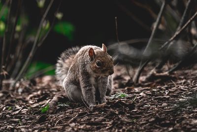 Squirrel on a field