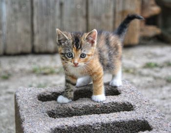 Portrait of kitten on concrete outdoors