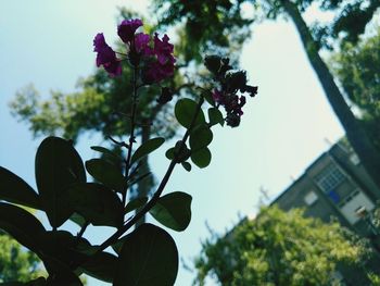 Low angle view of flowers blooming on tree