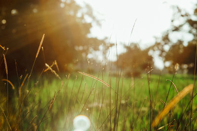 Close-up of grass growing in field