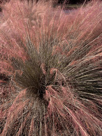 Full frame shot of plant on land