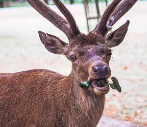 Close-up portrait of deer