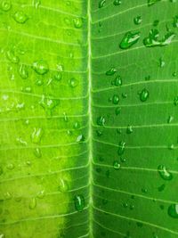 Full frame shot of green leaf with water drops