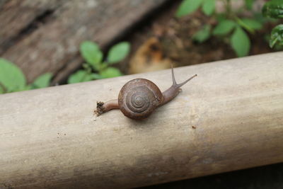 Close-up of snail on rock