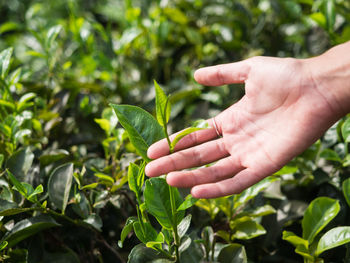 Close-up of hand touching tea leaves