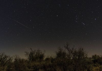 Low angle view of silhouette trees against star field at night