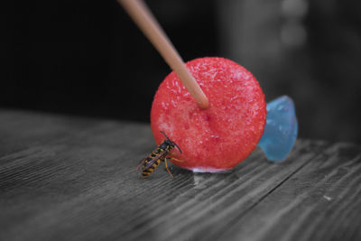 Close-up of insect pollinating on candy over table