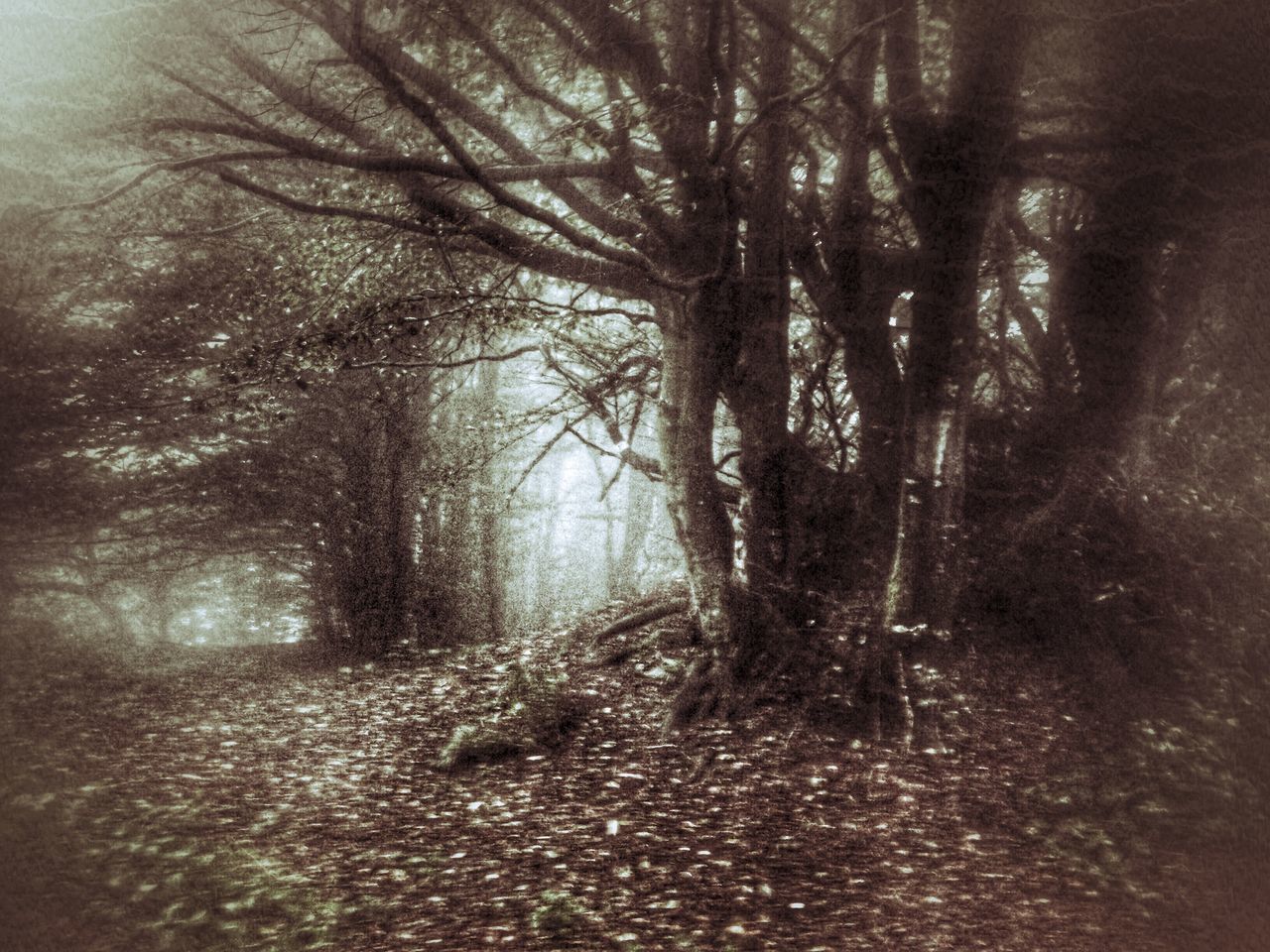 tree, tranquility, bare tree, tree trunk, nature, tranquil scene, branch, weather, the way forward, fog, scenics, growth, beauty in nature, road, forest, no people, day, non-urban scene, outdoors, landscape