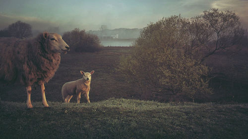 View of dog on field against sky