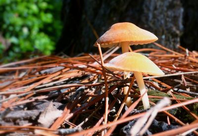 Close-up of mushroom growing in forest