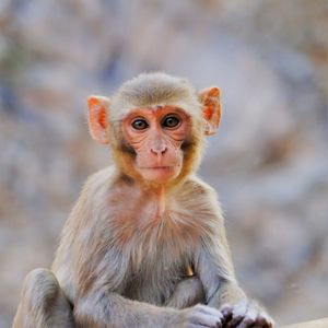 Close-up portrait of monkey