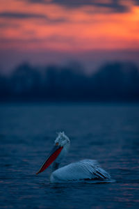Pelican perching on sea against sky during sunset