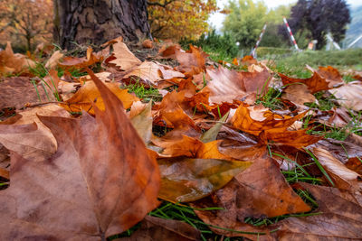 Close-up of maple leaves on fallen tree