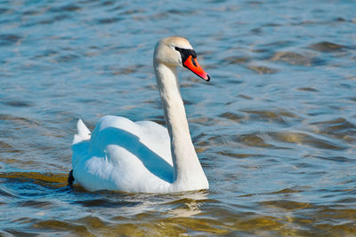 Swan swimming in lake