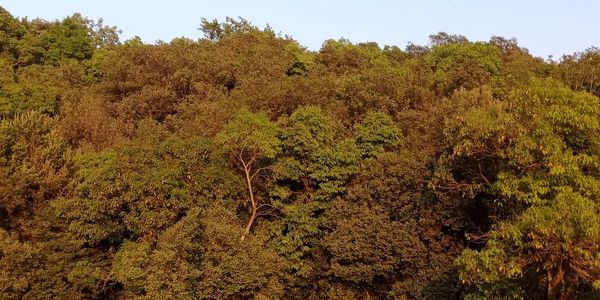 Plants growing on land against sky