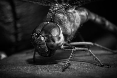 Close-up of insect