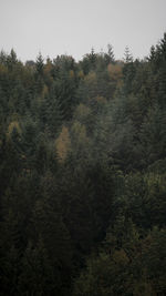 High angle view of trees in forest against clear sky