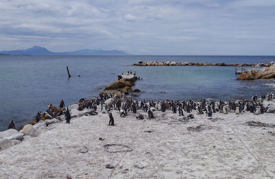 Penguins at boulders beach in simon town south africa