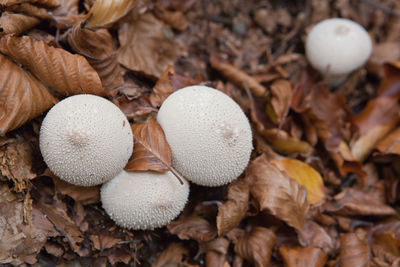 Close-up of common puffball on field